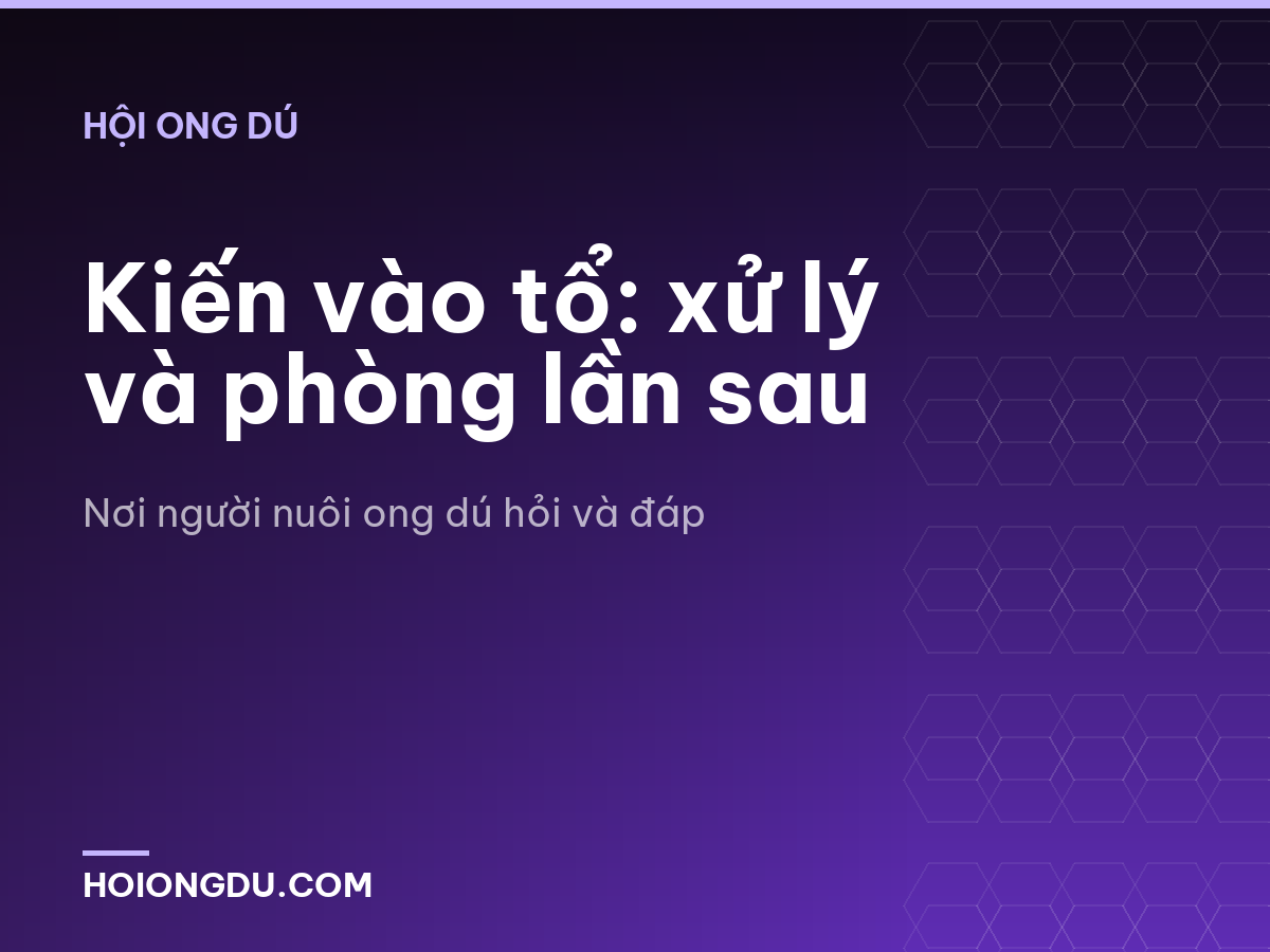 Kiến vào tổ: xử lý và phòng lần sau