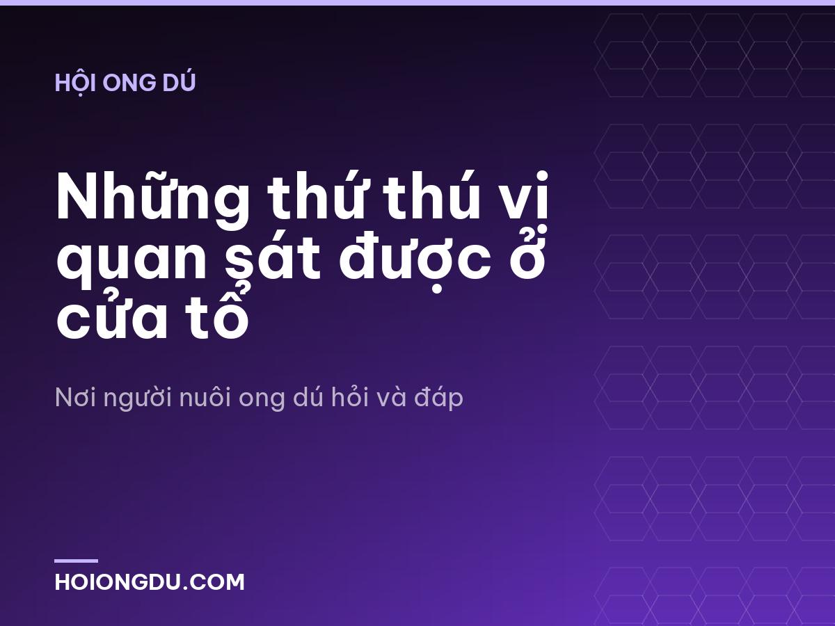 Những thứ thú vị quan sát được ở cửa tổ
